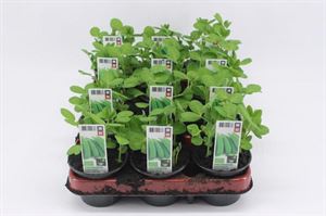 Bild von Sugar snaps